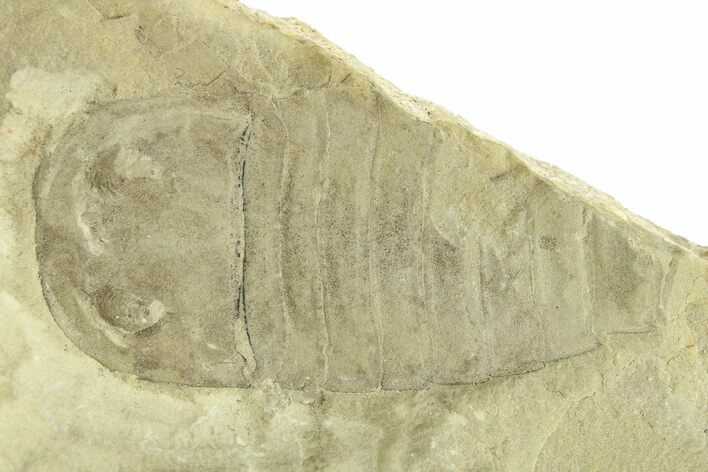 Partial Eurypterus (Sea Scorpion) Fossil - Ukraine #271292